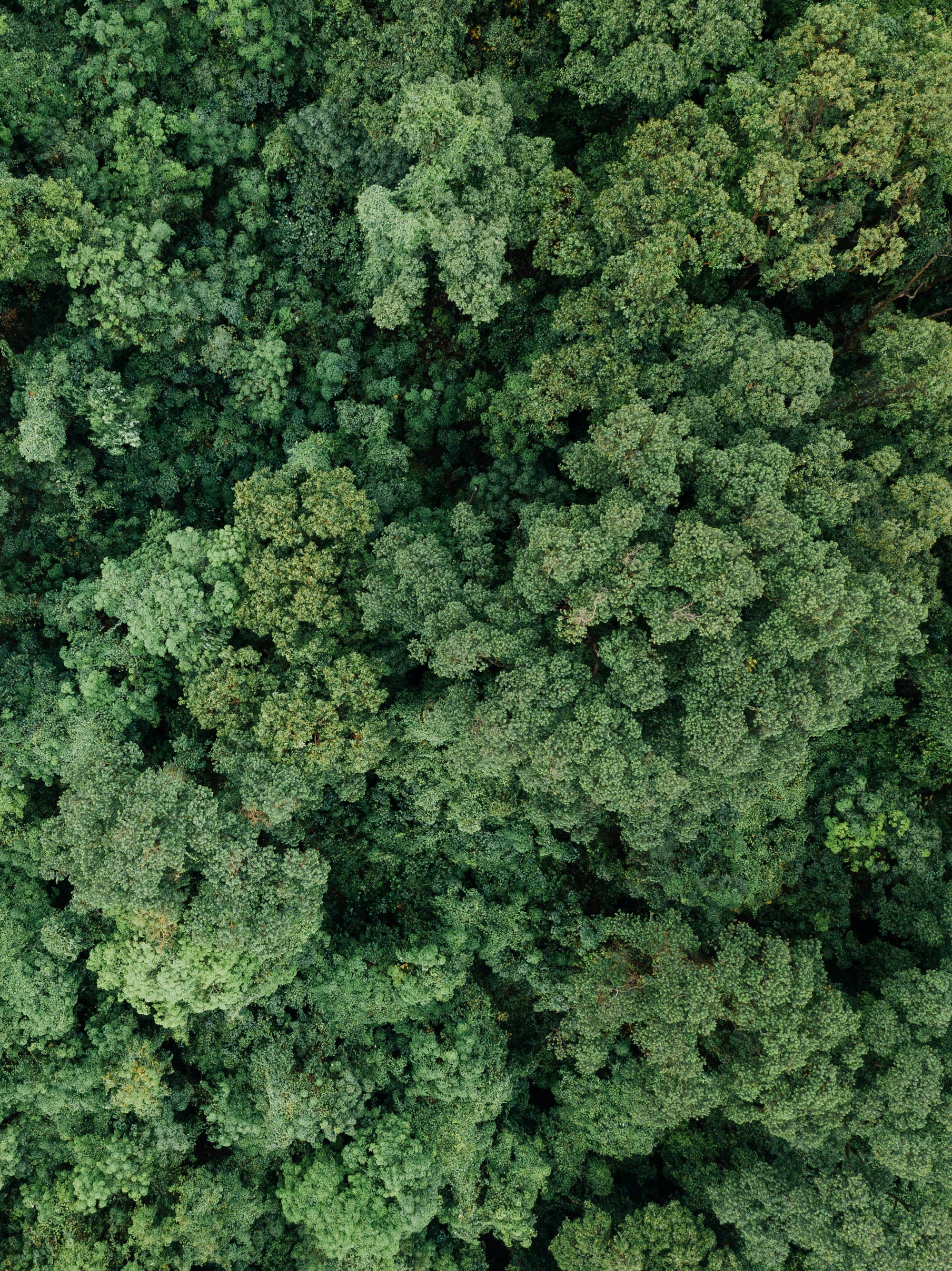 An aerial view of a lush green forest canopy